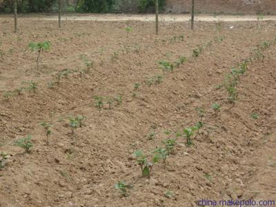 陜西楊凌紅薯種苗 紅薯種子價格 高產(chǎn)脫毒紅薯種子種苗批發(fā)價圖片9