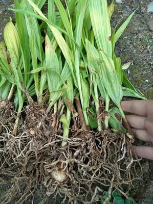 [白芨種苗批發(fā)]陜西商洛山陽縣白芨種苗 0.06元/棵純紫花白芨 _ 一畝田