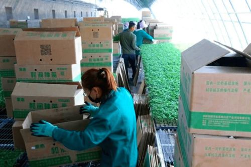 2020年度和潤農(nóng)業(yè)種子公司種苗廠春季茬口種苗生產(chǎn)優(yōu)秀員工表彰大會隆重召開