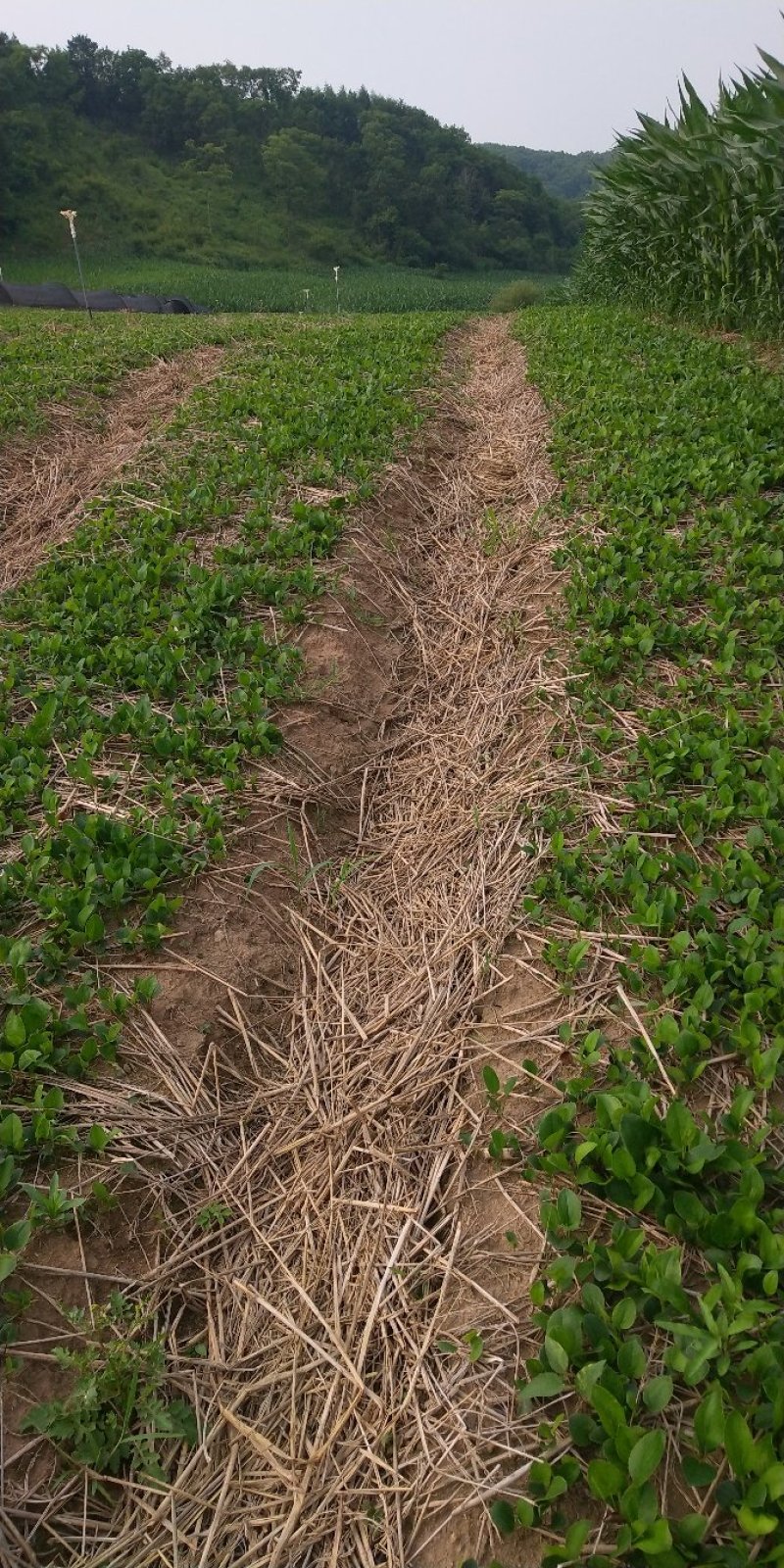 [蒼術種苗批發(fā)]陜西商洛鎮(zhèn)安縣蒼術種苗 0.60元/棵秦嶺地區(qū)半 _ 一畝