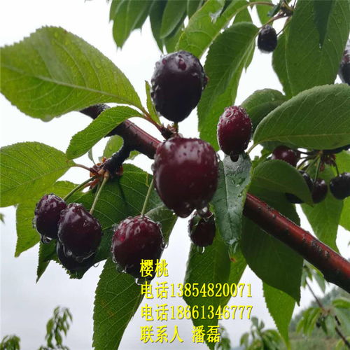 【早熟大櫻桃苗優(yōu)質(zhì)櫻桃樹苗新品種櫻桃樹苗】- 
