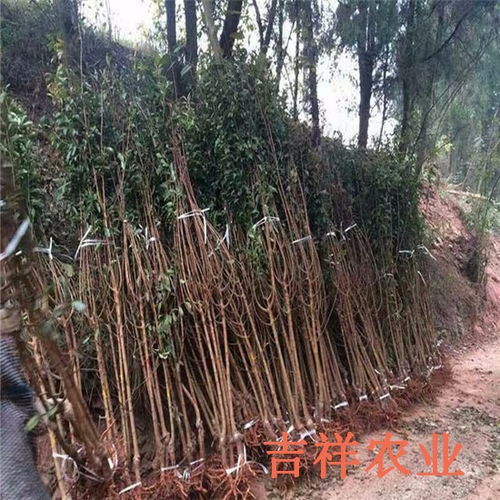 2年生李子樹苗,2公分粗的李子樹苗批發(fā)