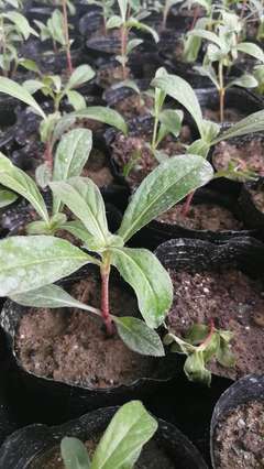 陜西地區(qū)供應醉蝶花杯苗種苗容器苗觀賞草花