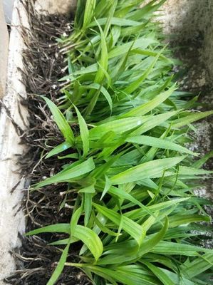 [白芨種苗批發(fā)]陜西商洛山陽縣白芨種苗 0.90元/棵白芨種苗 _ 一畝田