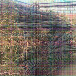 【突尼斯軟籽石榴,哪里賣泰山紅石榴樹苗】-