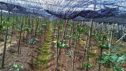 重磅分析:重樓即將突破千元大關!