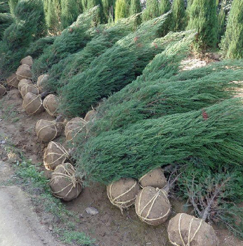 陜西龍柏苗種苗銷售