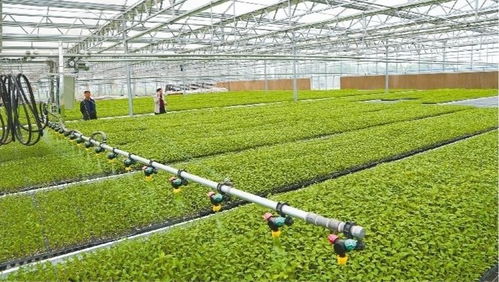 興平 工廠化育苗智能溫室年供優(yōu)質(zhì)種苗600萬株