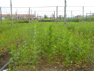 沭陽苗木基地淺析冬青衛矛的三大主要市場價值_農作物種子、種苗_農業 - 嘻嘻哈哈分類信息