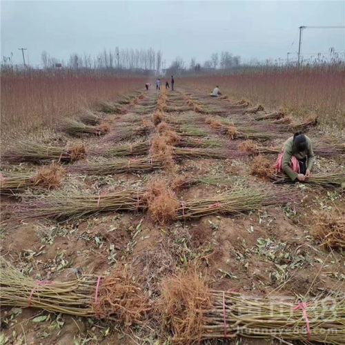 【油蟠7-7桃樹苗、油蟠7-7桃樹苗出售基地】- 