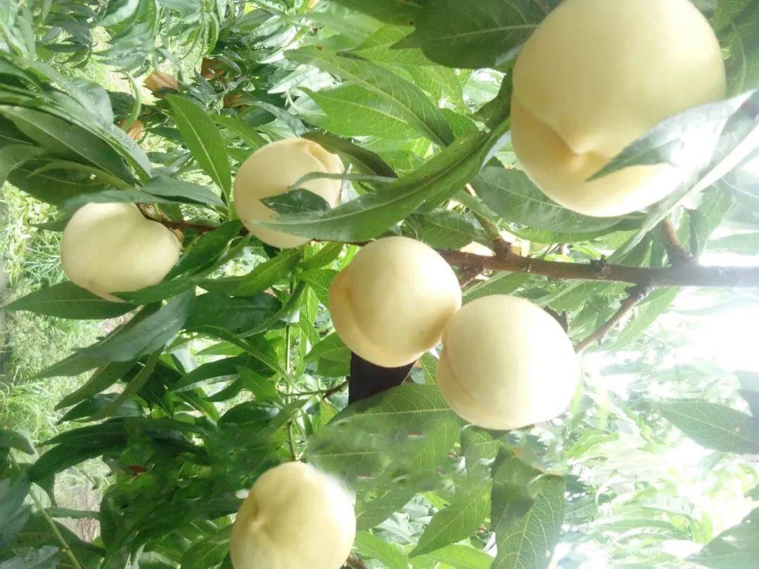 略陽白桃試種成功推動特色產(chǎn)業(yè)提質(zhì)增效_陜西農(nóng)村網(wǎng)