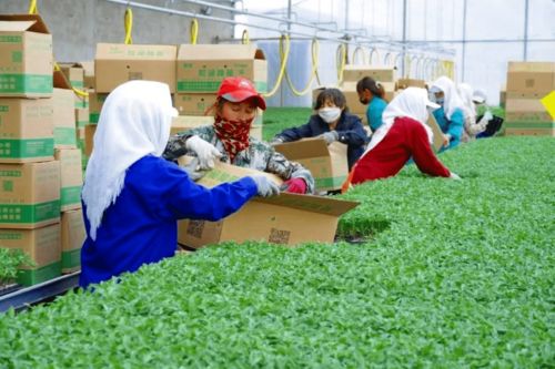 2020年度和潤(rùn)農(nóng)業(yè)種子公司種苗廠春季茬口種苗生產(chǎn)優(yōu)秀員工表彰大會(huì)隆重召開