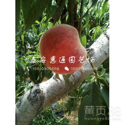 【廣西黃金蜜4號桃樹苗價格】-