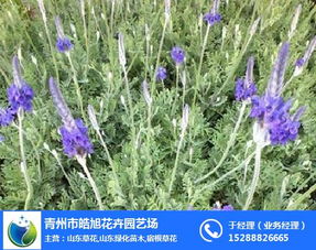 陜西薰衣草 薰衣草哪家好 青州皓旭花卉 優質商家