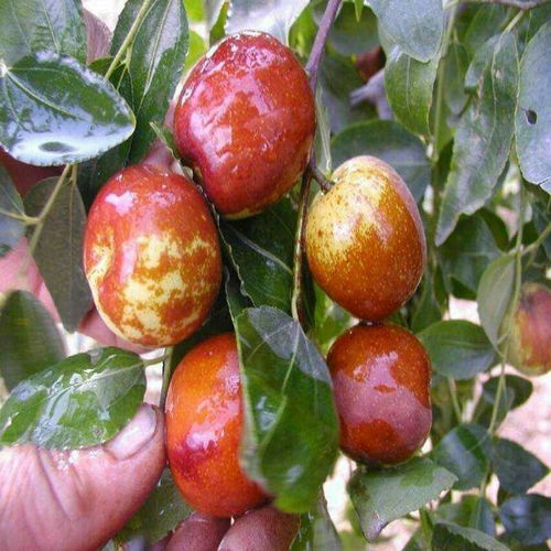 【中華貢棗樹幼苗產地貨源、中華貢棗樹幼苗怎么種】-