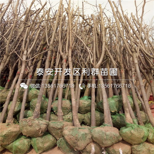 【磨盤(pán)柿子苗報(bào)價(jià)、2019年磨盤(pán)柿子苗價(jià)格】- 