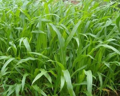 【供應(yīng)青海墨西哥玉米種子價格】價格,廠家,其他種子、種苗-搜了網(wǎng)