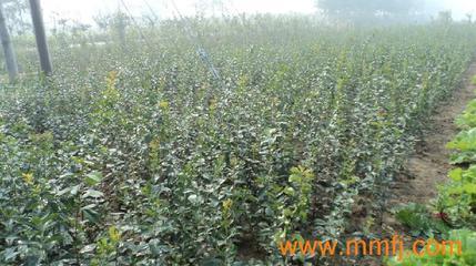 花卉種子、種苗-花卉種子、種苗供應-花卉種子、種苗價格-產品大全列表-E路風機網產品大全