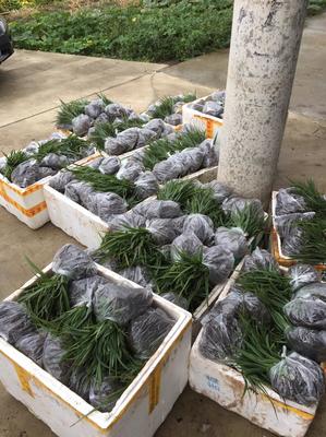 [白芨種苗批發(fā)]陜西漢中漢臺(tái)區(qū)白芨種苗 0.60元/棵白芨種苗基 _ 一畝田