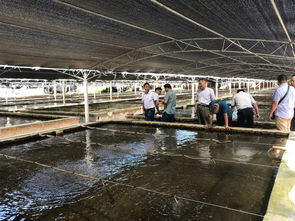 數(shù)十萬(wàn)畝養(yǎng)蝦市場(chǎng)巨大 北方投資商南下尋找中國(guó)好蝦苗,誰(shuí)能搶得先機(jī)