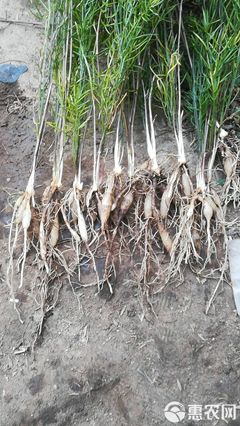 陜西潤(rùn)農(nóng)農(nóng)業(yè)優(yōu)質(zhì)天冬種苗