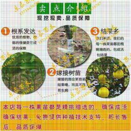 新聞 桃樹苗新品種 春雪桃樹苗 果樹苗價(jià)格