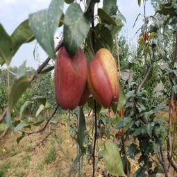 請(qǐng)您點(diǎn)擊 陜西安康嫁接核桃樹苗供應(yīng)商 種苗培育基地