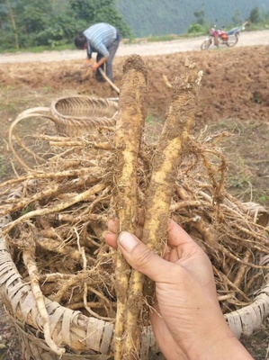 [黨參苗批發(fā)]陜西安康旬陽(yáng)市黨參苗 0.50元/棵黨參苗 黨參 _ 一畝田