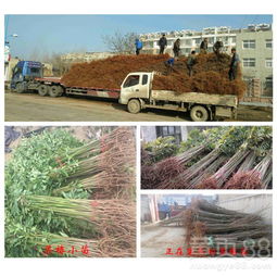 【廣東香椿苗價(jià)錢】- 