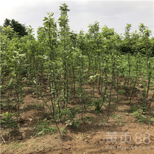 【響富蘋果苗出售價格、響富蘋果苗什么時候種植好】- 