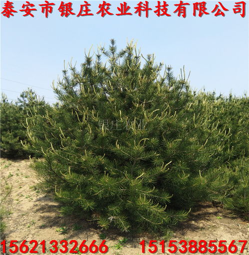 【陜西白皮松小苗價格白皮松種植技術】- 