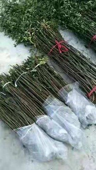 陜西花椒苗種苗價(jià)格品種