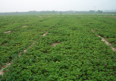 供應(yīng)陜西草莓苗陜西甜查理草莓苗陜西紅顏草莓苗 寧夏草莓苗寧夏紅顏草莓苗 西藏草莓苗-保定市滿城縣茜賀草莓種苗公司