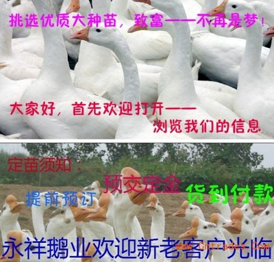 廣東鵝苗價(jià)格 鎮(zhèn)江鵝苗價(jià)格
