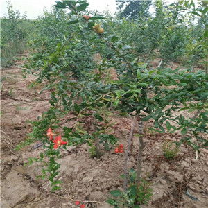 浙江軟籽石榴苗基地價格