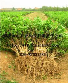 陜西西安楊凌金山農業科技有限責任公司_金銀花,文冠果,除蟲菊,黃連木,五味子_