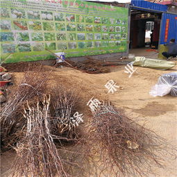 冬棗樹苗管理技術(shù) 3公分冬棗樹 4公分冬棗樹價格走勢