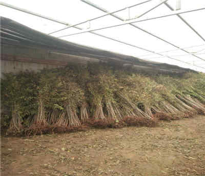 陜西漢中香椿苗產(chǎn)地在哪 新聞 露天香椿樹苗多少錢一棵