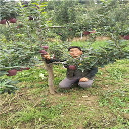 陜西種苗基地引領(lǐng)創(chuàng)新，吉林華玉蘋果樹苗異地繁育結(jié)碩果