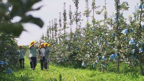 陜西照金咸恒農(nóng)業(yè)科技 讓青砧結(jié)出“中國(guó)果”，做強(qiáng)陜西種苗