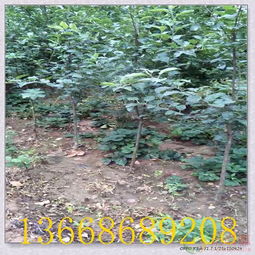 揚(yáng)州嫁接蘋(píng)果樹(shù)苗 優(yōu)質(zhì)種苗助力陜西果業(yè)高效采摘與產(chǎn)業(yè)發(fā)展