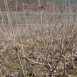 江西嫁接櫻桃苗 優(yōu)質(zhì)大櫻桃樹(shù)苗批發(fā)基地的跨區(qū)域合作——以陜西種苗為例